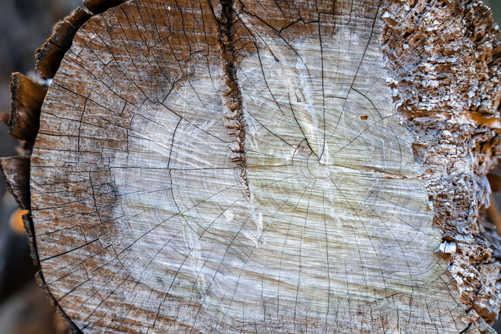 Nahaufnahme einer gesägten Holzscheibe mit sichtbaren Jahresringen und Rissen